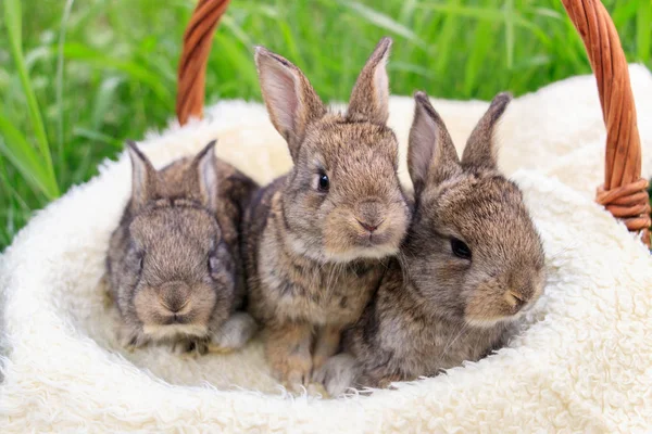 Three small and beautiful bunnies — Stock Photo, Image