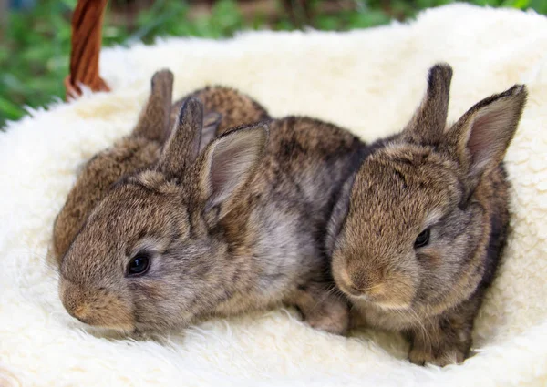 Tre små og smukke kaniner - Stock-foto