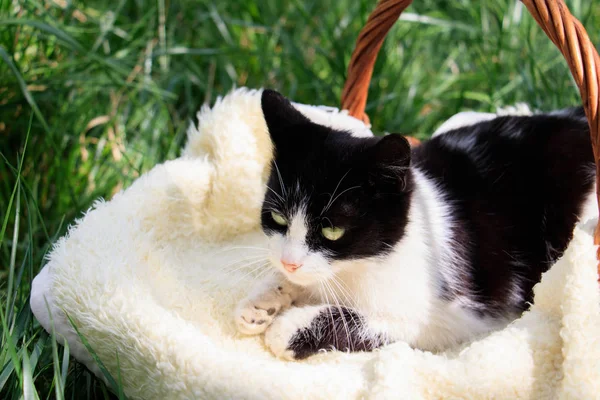 Красивая черно-белая кошка, лежащая в корзине — стоковое фото