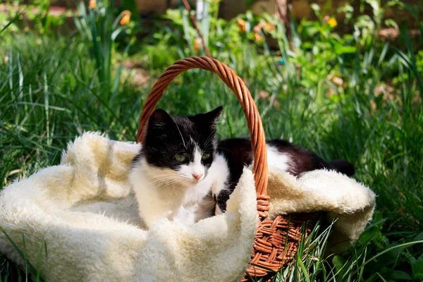 Un hermoso gato blanco-negro acostado en una canasta —  Fotos de Stock