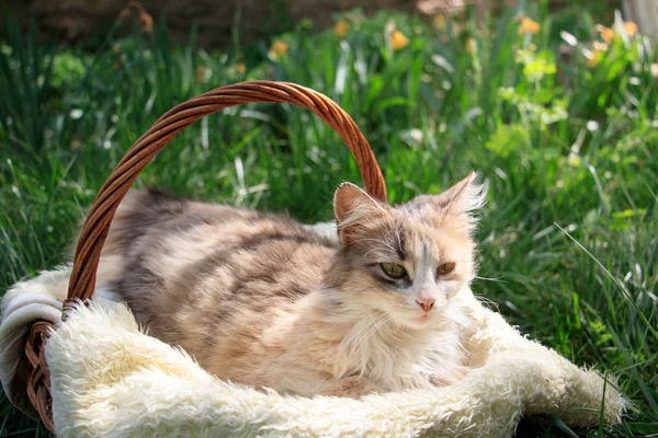 Un hermoso gato colorido acostado en una cesta —  Fotos de Stock