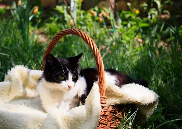 Un hermoso gato blanco-negro acostado en una canasta —  Fotos de Stock