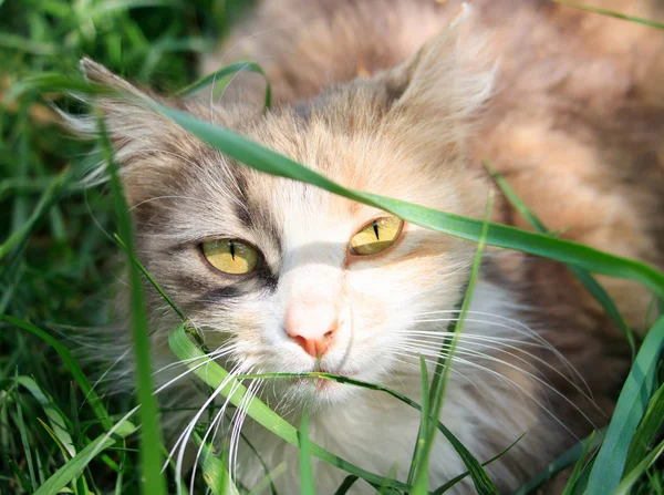 Un gato se esconde en la hierba en un día soleado y mira a la lente de la cámara —  Fotos de Stock