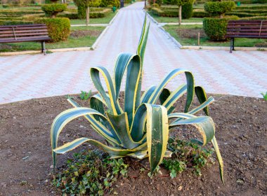 Aloe Vera bitki Dendrariu Park dikilir