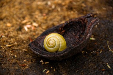 ahşap üzerinde duvar kabuğu üzerinde küçük salyangoz