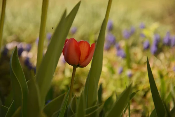 Red tulip between the green leaves with grass in the background