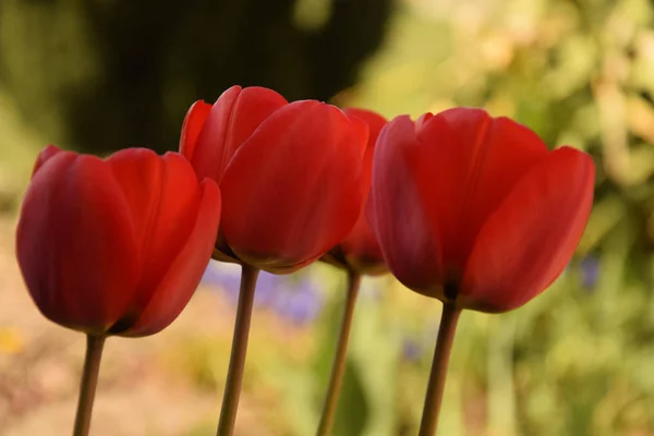 Three red tulips flowers on green background
