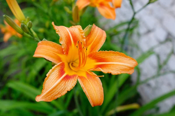 Orange Lily Flowers Green Leaves Fire Lily Lilium Bulbiferum Located — Stock Photo, Image