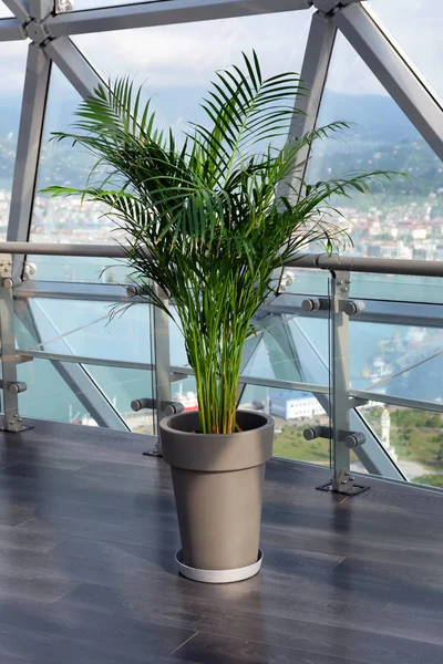 Pencereye karşı bir tencerede dekoratif Areca avuç. Houseplant dypsis lutescens ev ve kafe iç süslemeleri.