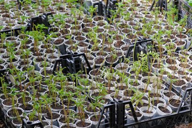 Serada fide olan gözlükler. Beyaz plastik bardaklar ve küçük bitkiler. Açık zeminde seralardan dikim tesislerinin hazırlanması.