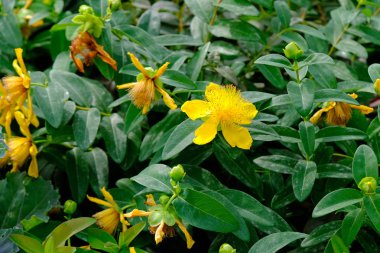 Sarı çiçekler Hypericum. Batum Botanik Bahçesi'nde şifalı bitkiler, Gürcistan.