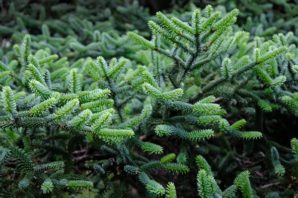 Κλαδιά Ενός Πράσινου Χριστουγεννιάτικου Δέντρου Καλοκαίρι Κοντινό Φόντο Πράσινα Κλαδιά — Φωτογραφία Αρχείου