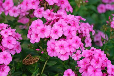 Phlox pembe alev çiçekleri (Phlox paniculata) Yaz phlox çiçek çalı, bahçede otsu çok yıllık yakın çekim. Pembe narin çiçekler.