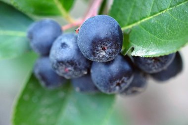 Chokeberry veya chokeberry seçici odak. Olgun aronia meyveleri yakın. Sonbahar hasat sezonu.