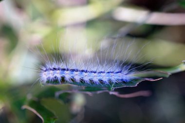 American white butterfly caterpillar eats leaves on trees. butterfly from the Bear family, quarantine pest of fruit crops. Caterpillars are pests that destroy trees. clipart