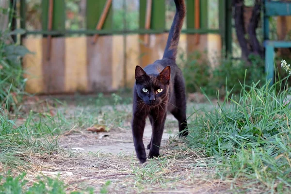 Μαύρη Γάτα Στο Δρόμο Κίτρινα Πράσινα Μάτια Και Μια Σοβαρή — Φωτογραφία Αρχείου