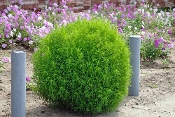 Kochia Bir Yaz Selvi Yakın Çekim Coşkulu Bir Petunya Çiçek — Stok fotoğraf