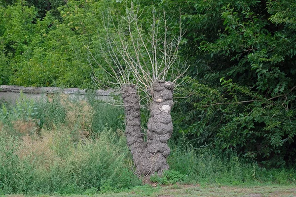 Dry tree on a background of lush green trees. Lonely standing dry tree in a forest glade in the summer season. Environmental protection and environmental care. old dry pruned tree in the park