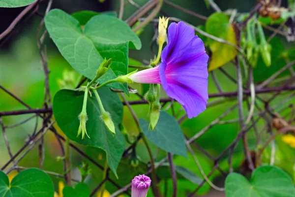 Purpurový Květ Ranní Sláva Pozadí Zelených Listů Purpurový Ipomoea Plotě — Stock fotografie