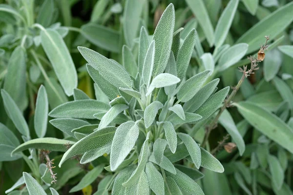 Feuilles Sauge Couleur Gris Vert Gros Plan Culture Sauge Dans — Photo