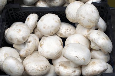 beyaz champignons yakın çekim, faydaları ve mantar zarar, mantar satışı