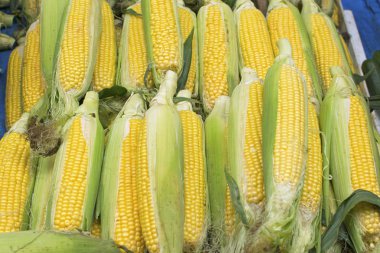 Taze sarı mısır başları yeşil yapraklı, pazar. Mısır özelliklerinin faydaları ve zararları.
