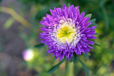 Mavi-mor aster çiçeği, yakın çekim. Sabah güneşinde beyaz bir orta ile parlak mor aster çiçek. Çiçek yatak tasarımı için çiçekler.