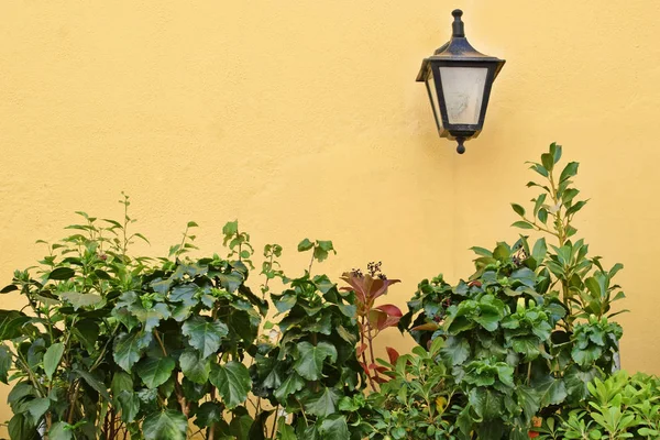 Black Lantern Yellow Wall Houseplants Gardening Concept — Stock Photo, Image