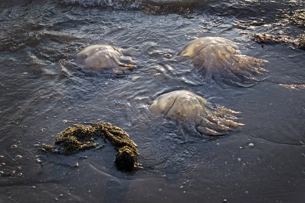 Прозорі Медузи Темній Воді Чорному Морі Медуз Кинув Піщаний Пляж — стокове фото
