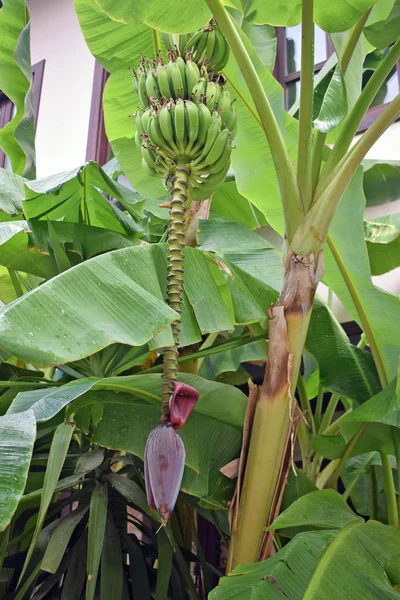 Banana tree with green leaves on the background of a residential building. Green tree with a bunch of green bananas. Growing Bananas in Turkey