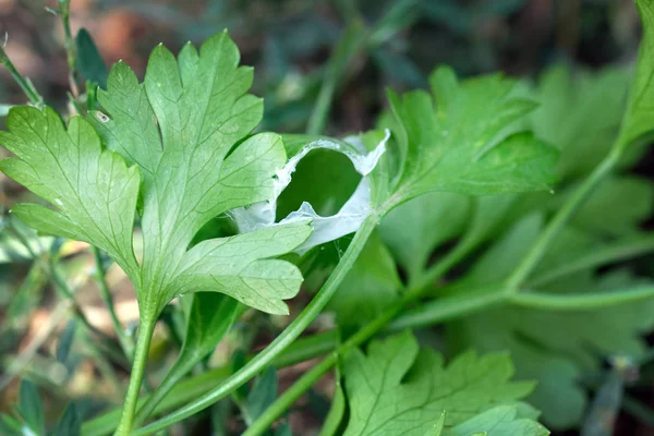 Salsa Deixa Close Salsa Suculenta Verde País Uma Teia Aranha — Fotografia de Stock