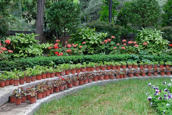 Mnoho Plastových Hnědých Hrnců Rostlinami Zahradě Pěstování Sazenic Pro Květiny — Stock fotografie