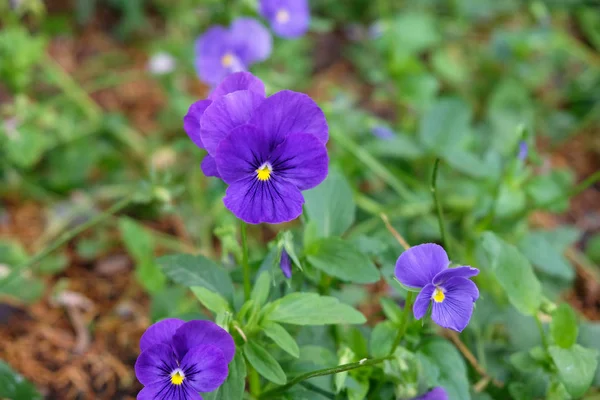 Violet small flowers in the garden closeup in summer season. Flowers pansies. purple kiss-me-quick in the garden in blossom.