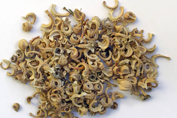 Calendula seeds on a gray background top view. Dry seeds for flowers.