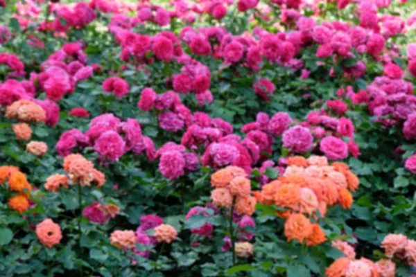 Suddig Bakgrund Med Rosa Och Orange Rosor Rosenbuskar Suddig Fokus — Stockfoto