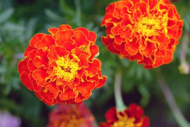 Marigold (Tagetes) yakın. Yaz bahçesinde tagetes parlak turuncu çiçekler. Çiçek yatak tasarımı için çiçekler.