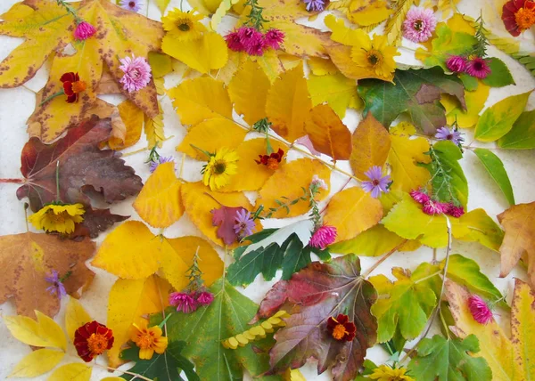 Piękne Jasne Tło Żółte Zielone Liście Kolorowe Kwiaty Robimy Herbarium — Zdjęcie stockowe