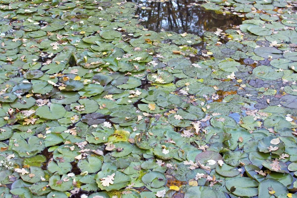Oak Leaves Green Lily Leaves Pond Pond Lilies Close Dry — Stock Photo, Image