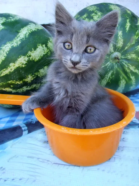 Beautiful Gray Kitten Sitting Orange Bucket Background Watermelon Summer Funny — Stock Photo, Image