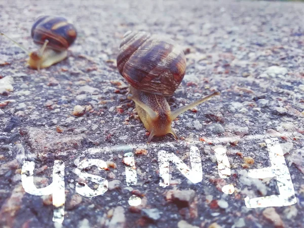 two snails on the asphalt, the finish line and the inscription finish. The concept of competition, the winner, the slow movement, slowly but confidently go to the goal