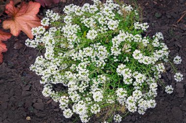 Tatlı Alyssum da Alison (Lobularia maritima) ve Blooming halı. Kaldırım yakınında Güzel küçük beyaz çiçekler, çiçek yatak dekorasyonu için bitkiler.