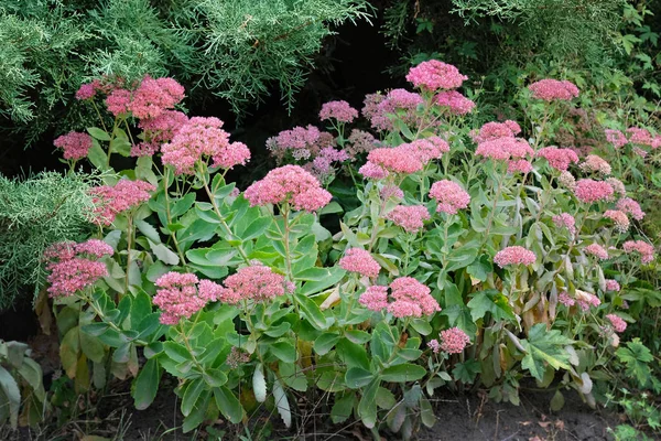 Large plant with fleshy green leaves, stems and inflorescences. Blooming pink Sedum spectabile (stonecrop prominent) in the summer season. Medicinal plants at a summer cottage.