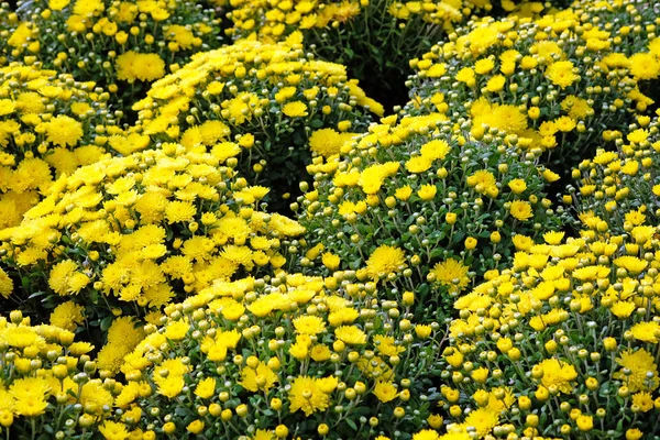 A bed of yellow chrysanthemums in the garden close-up. Autumn chrysanthemum flowers in a city park. Beautiful bright autumn bushes of flowers for the design of flower beds, balconies and arbors.