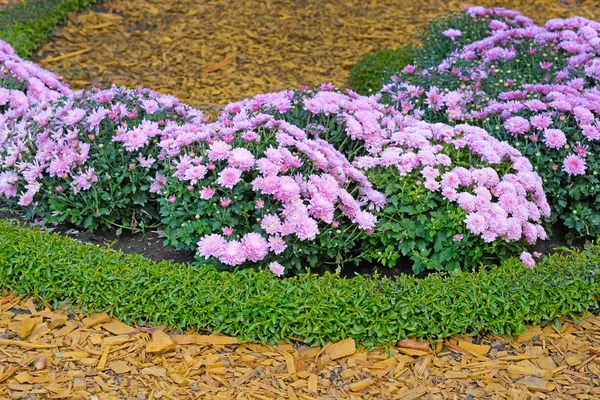 A bed of lilac chrysanthemums in the garden close-up. Autumn chrysanthemum flowers in a city park. Beautiful bright autumn bushes of flowers and decorative chips for the design of flower beds.