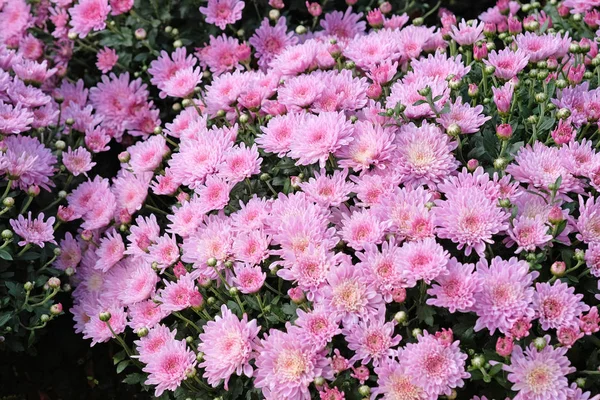 公園のクローズアップで花壇に咲くピンクの菊 都市公園の菊の茂み バルコニー アーバーのデザインのための美しい明るい秋の花 — ストック写真