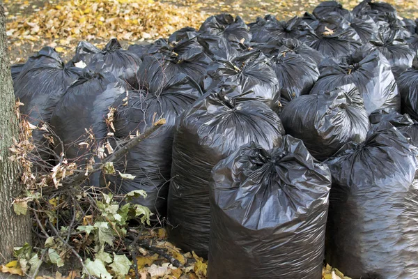 秋天的时候 城市公园里的黑色塑料袋里收集了落下来的黄叶 秋天的公园里 用袋子清扫落叶 关心城市和环境 — 图库照片