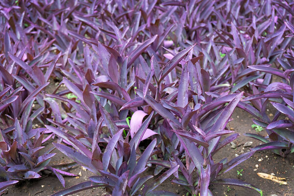 Tradecantation purple bushes in the garden view from above. Setcreasia (Tradescantia pallida) is a potted plant, also used for landscaping and decorating flowerbeds. 