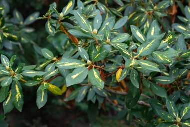 Sarı çizgili yaprakları ve çiçekli tomurcukları olan yeşil bir çalı. Botanik bahçesinde Rhododendron.