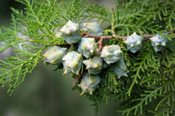 Brin Thuja Occidental Vert Avec Des Cônes Gros Plan Thuja — Photo