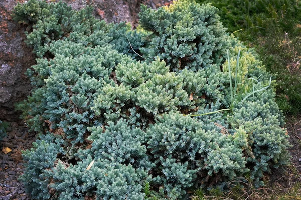 Juniperus Squamata Una Especie Enebro Nativo Del Himalaya Alfombra Azul —  Fotos de Stock